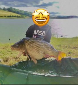 Common Carp