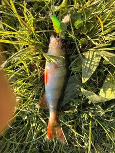 European Perch