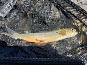 Arctic Char