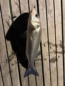 European Bass (Seabass)
