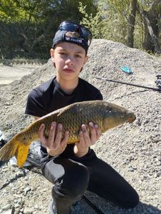 Common Carp