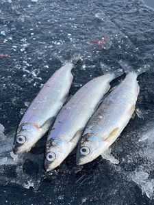 Vendace (Coregonus albula)