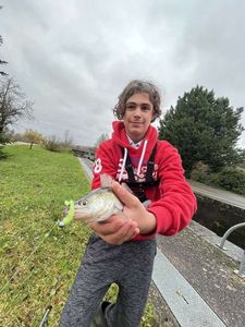 Zander