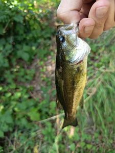 Largemouth Bass