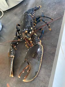 European Lobster