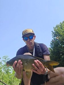 Common Carp