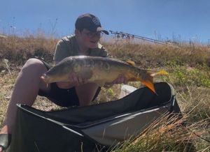 Mirror Carp