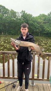 Northern Pike
