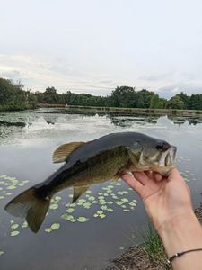 Largemouth Bass
