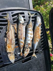 Mackerel