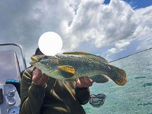 Ballan Wrasse