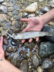 Brown Trout