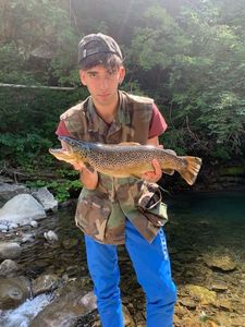 Rainbow Trout