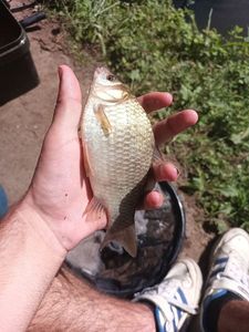 Crucian Carp