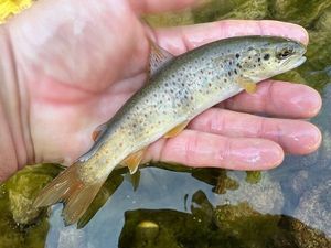 Brown Trout