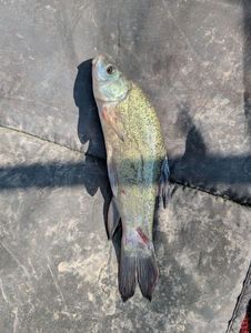 Tench