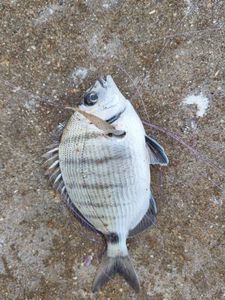 White Seabream