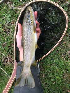 Brown Trout