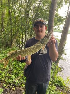 Northern Pike