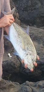 Bluefin Trevally
