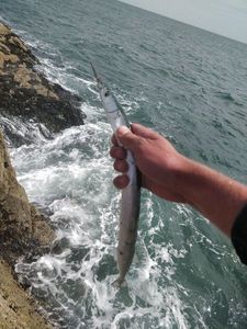 Garfish