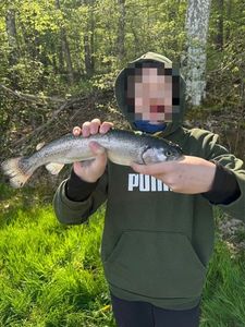 Rainbow Trout