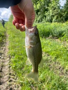Largemouth Bass