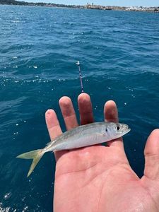 Atlantic Horse Mackerel