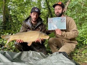 Common Carp