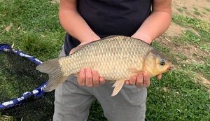 Crucian Carp