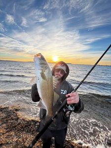 European Bass (Seabass)