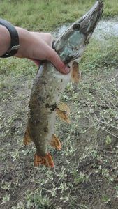 Northern Pike