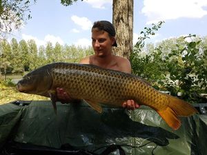 Common Carp