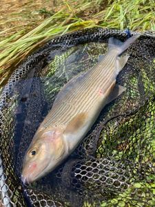 Grayling