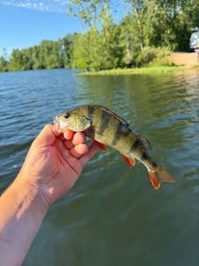 European Perch