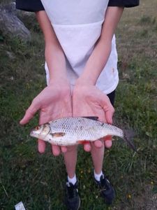 Roach