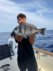 Black Seabream