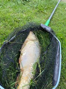 Leather Carp