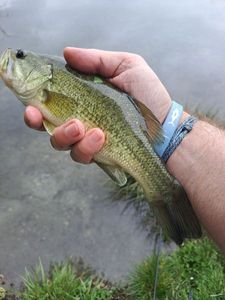 Largemouth Bass