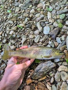 Brown Trout
