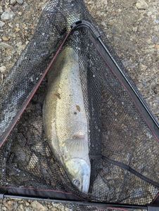 Walleye