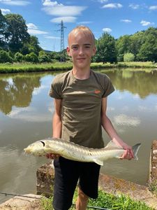 Sturgeon
