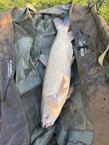 Grass Carp