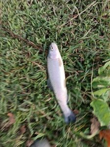 Rainbow Trout