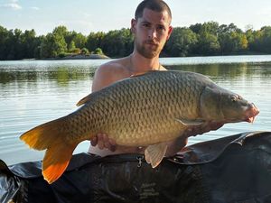 Common Carp