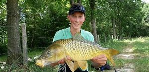 Common Carp