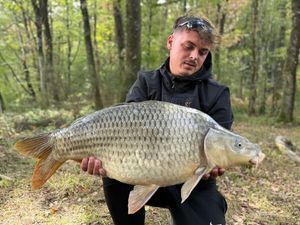 Common Carp