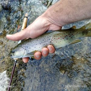 Brown Trout