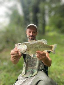 Largemouth Bass