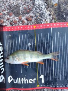 European Perch